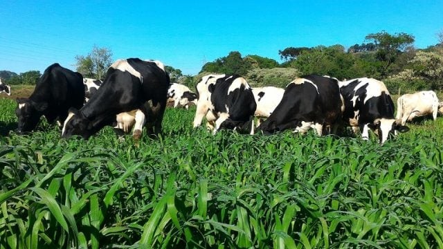 Forrageiras auxiliam na dieta bovina e no ganho de produtividade na seca