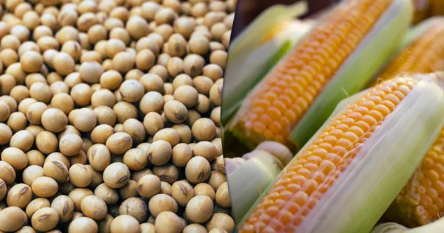 Estudo mostra como produzir mais soja sem maior desmatamento