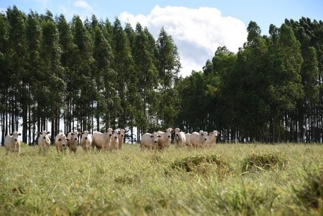 Mato Grosso do Sul: 45 anos de desenvolvimento por meio da agropecuária