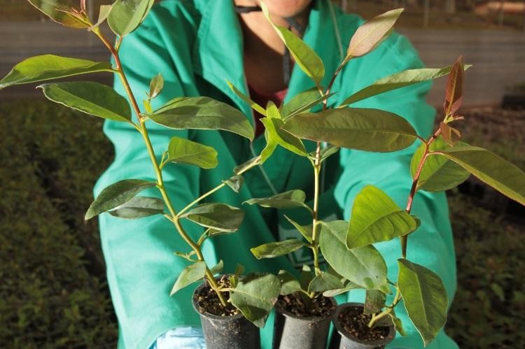 Produção de mudas florestais é tema de curso gratuito