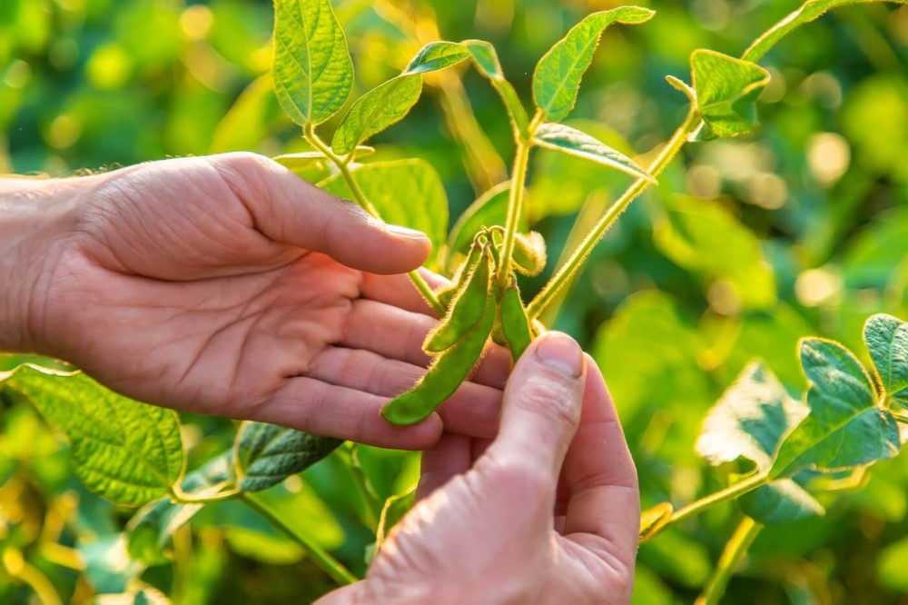 Novo programa de MS foca em bioinsumos e trará sustentabilidade para cadeia produtiva