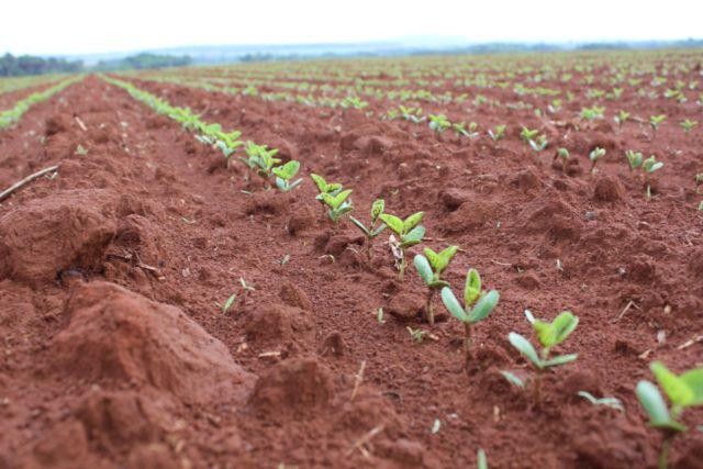 Atrasos no plantio de soja em MS e PR geram cautela na estimativa de produção