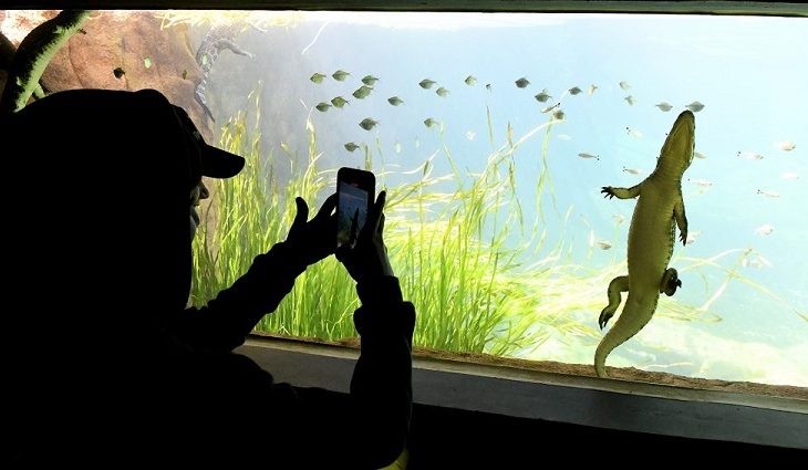 Bioparque Pantanal fecha na véspera e abre no feriado de Proclamação da República