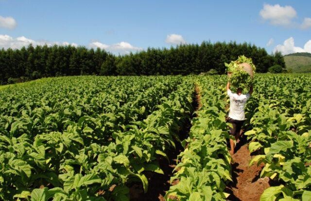 Área plantada com tabaco deve aumentar na próxima safra