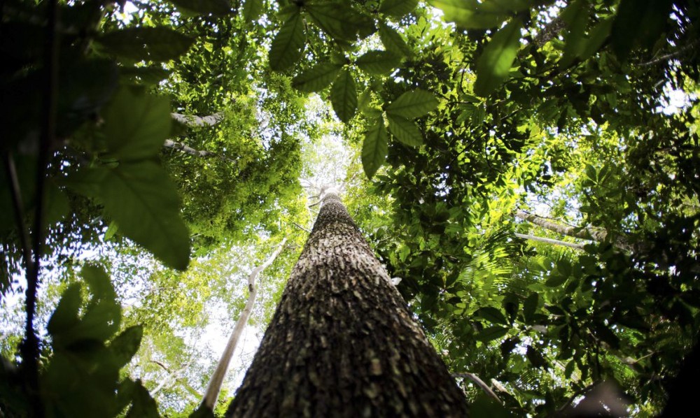 Brasil, Indonésia e Congo unem-se para preservar florestas tropicais