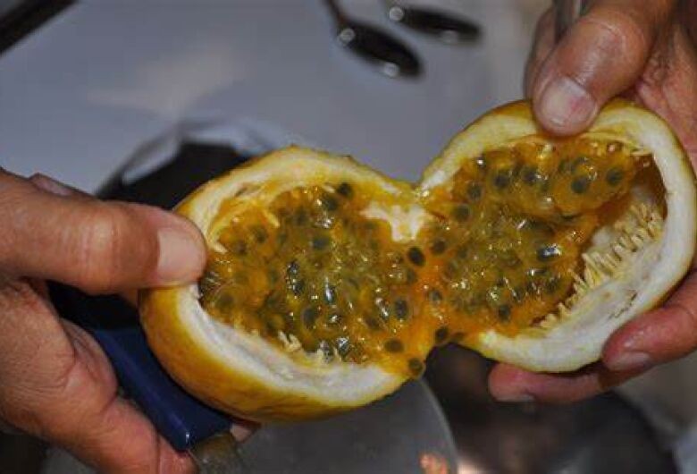 Produtores de maracujá devem estar atentos às doenças com sintomas semelhantes