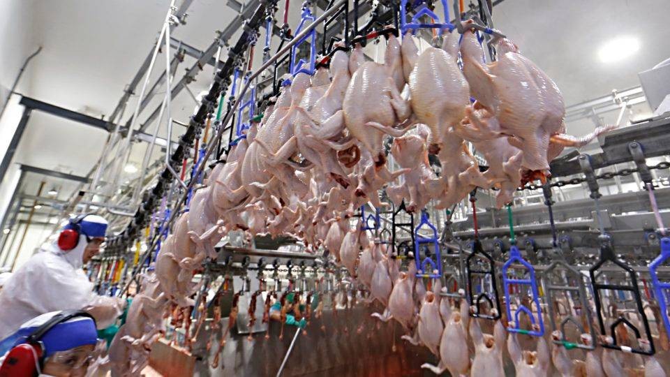 Cerca de 70% do frango consumido no Catar é brasileiro