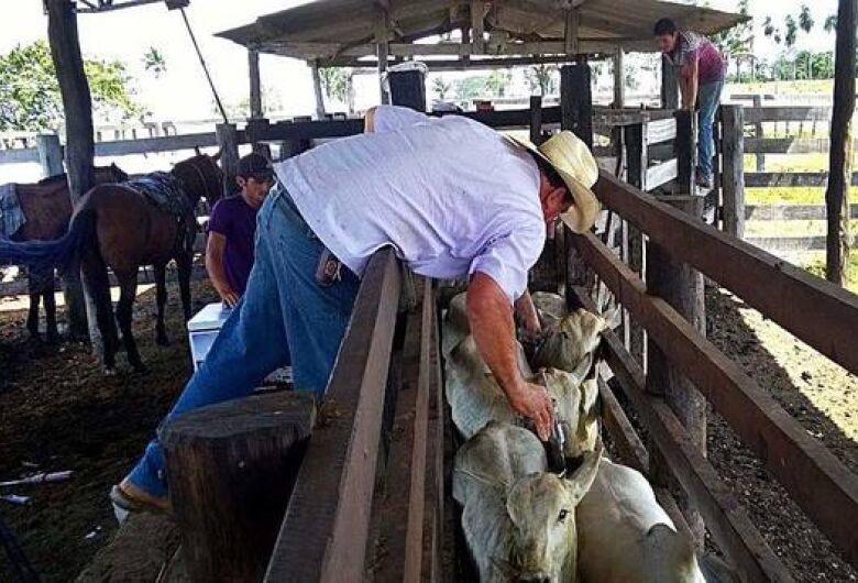 Brasil e Paraguai assinam acordo para ações na área de saúde animal