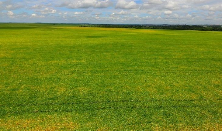 Produtores de soja tem até 31 de dezembro para cadastrar área de plantio