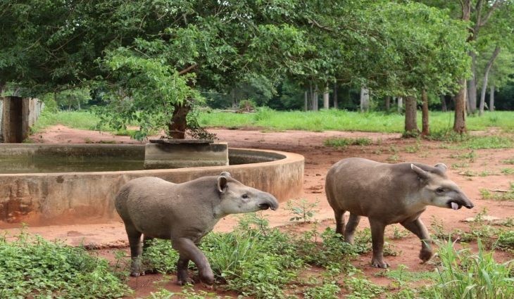 Antas que passaram por reabilitação durante 2 anos são reintroduzidas no Pantanal
