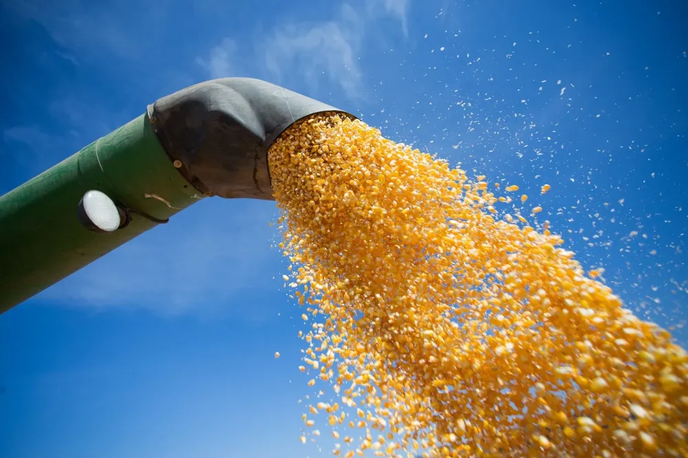 Restrições na China devem afetar mercado de milho na semana