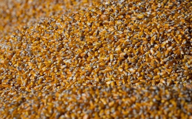 Produção de alimentos para animais deve crescer em 2022