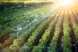 Rede Nacional da Agricultura Irrigada se reúne com equipe de transição