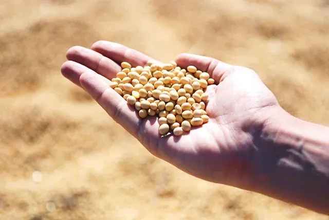 Soja: produção em Mato Grosso do Sul deve ter aumento de 49,4%