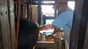 Com Precoce MS, produtor rural melhora nutrição animal e valoriza produção