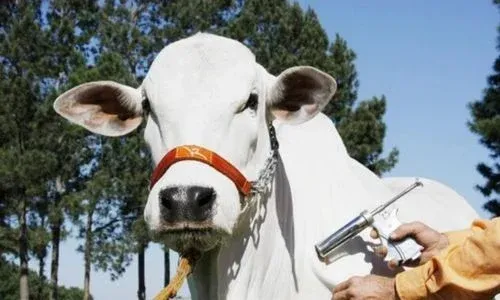 Pecuaristas superam ano desafiador de mercado em baixa e preços instáveis