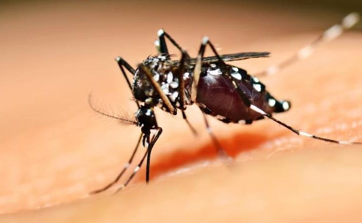 MS já tem mais de 270 casos suspeitos de Dengue, diz Secretaria de Saúde