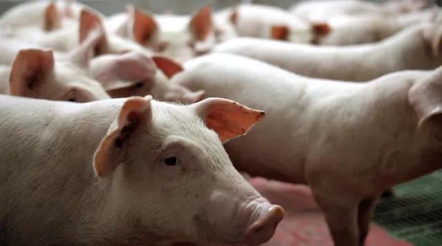Preços da carne suína e de frango caem nos primeiros dias de janeiro