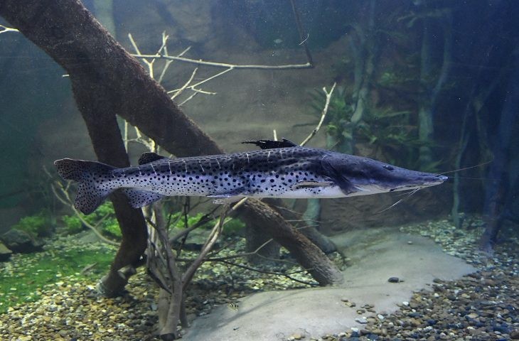 União permite pesca do pintado e MS e ICMBio vão monitorar a espécie