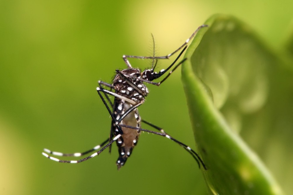 MS bate recorde com quase 3 mil casos de dengue no 1º mês do ano, aponta boletim da SES