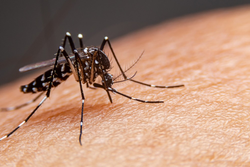 CTNBio aprova biossegurança de vacina contra a dengue