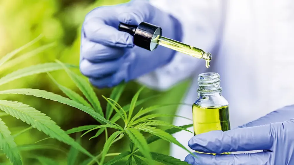 Proposta garante acesso a medicamentos à base de Cannabis Sativa