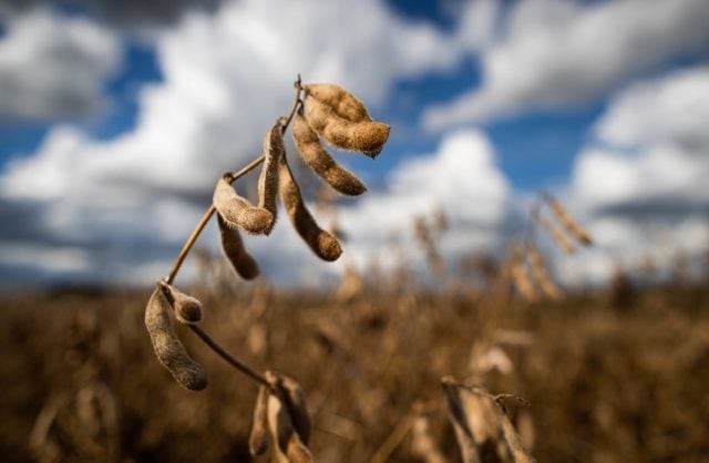 Mato Grosso do Sul tem 46 mil hectares de soja colhidos