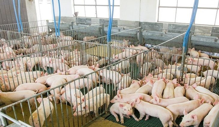 Suinocultura estadual deve ter salto com programa Leitão Vida e R$ 300 milhões do FCO Rural