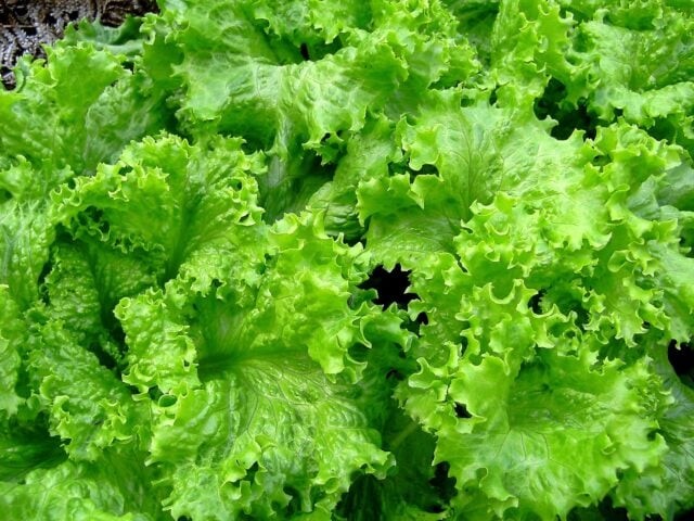 Pequeno produtor é base de sistema alimentar resiliente, diz ONU