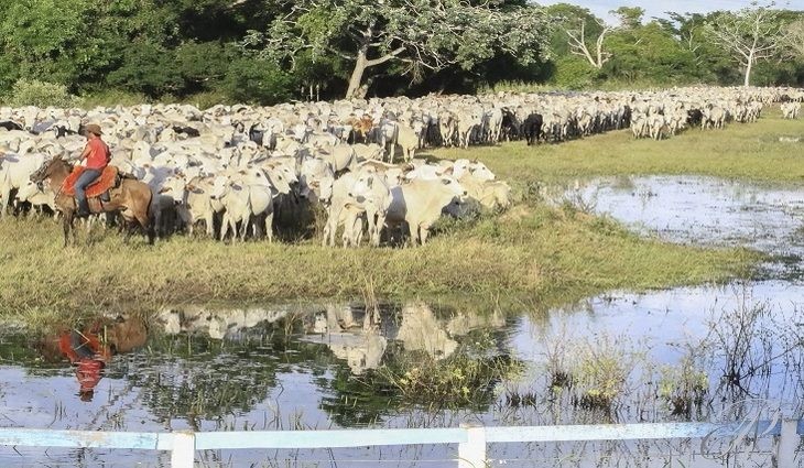 MS acompanha com preocupação embargo à carne bovina diante do caso de vaca louca
