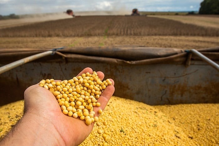 Brasil deve exportar 14,8 milhões de toneladas de soja em março, projeta Anec