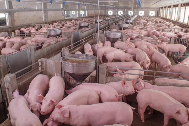 IGP-10 tem inflação de 0,05%; suínos sobem 9,43%