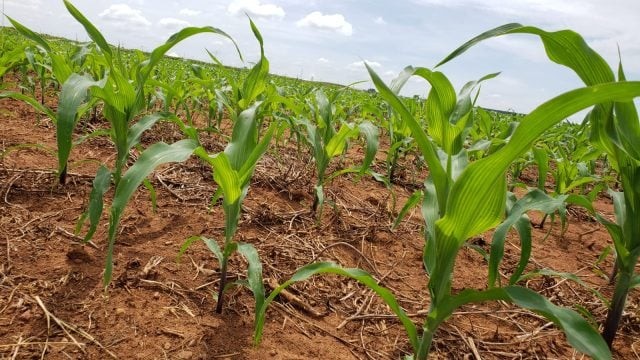 Diminuição das chuvas e tempo firme favorecem o plantio do milho 2ª safra