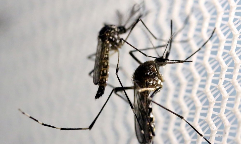 Com nova 'fábrica de Aedes aegypti', Brasil ampliará combate a doenças