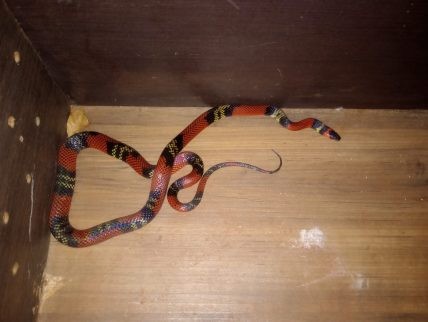 Homem acionada PMA após encontrar cobra Coral em casa