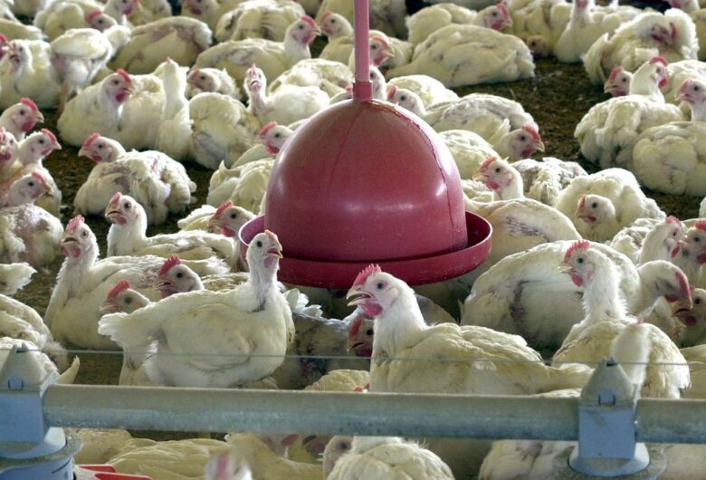 OMS confirma primeira morte por gripe aviária no mundo