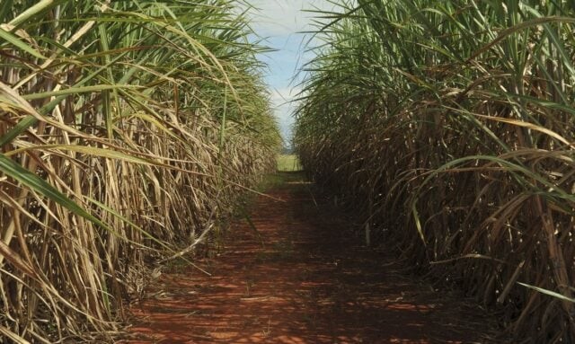 Produção de cana-de-açúcar deve crescer 4,4% na safra 23/24