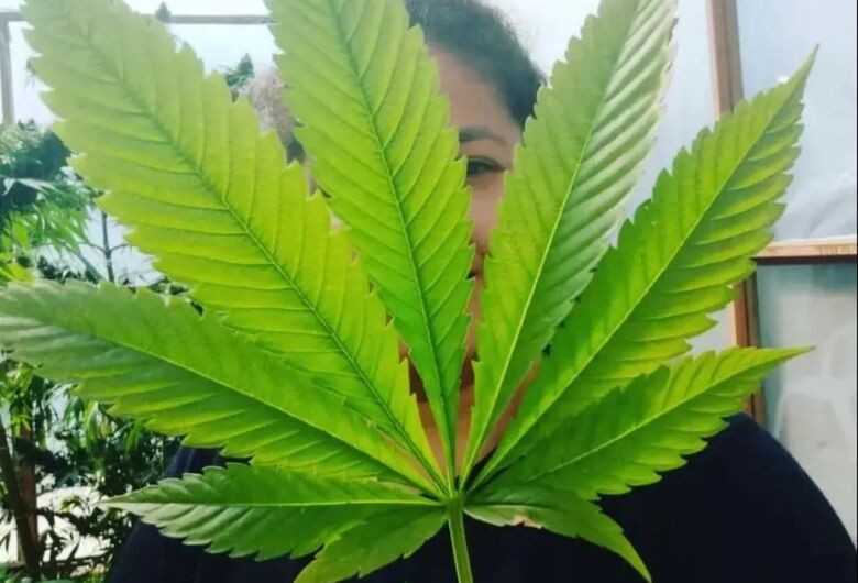 Moradora de MS consegue na Justiça direito de plantar maconha medicinal