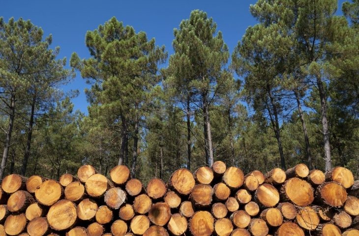 Funtrab oferece mais de 40 oportunidades de trabalho em empresa de serviços florestais