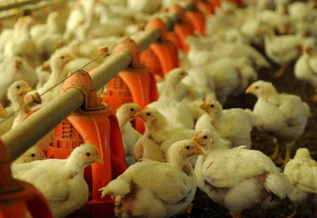 Dia Mundial do Frango: em 2022, consumo médio chegou a 45,2 quilos por brasileiro