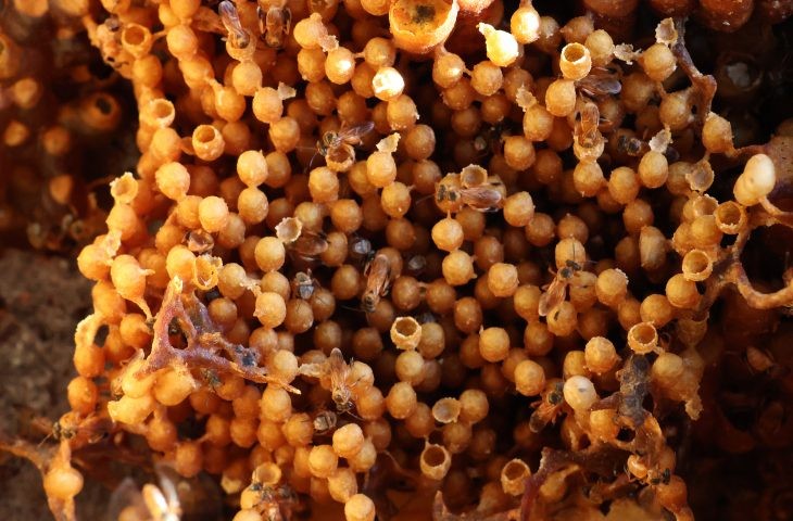 MS poderá ampliar a produção de mel com regularização de cadastro de produtores