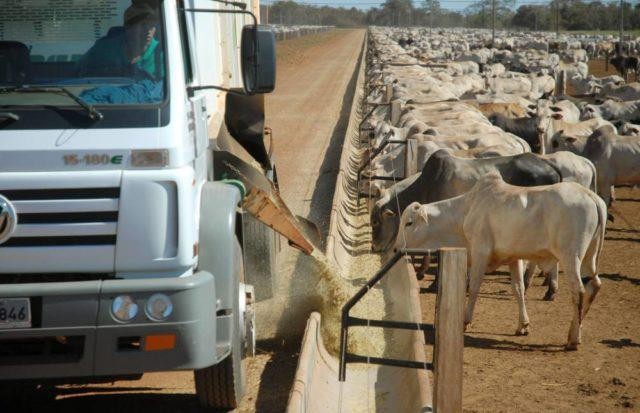 Confinamento: estudo mostra que nutrição representa 90% do custo de produção