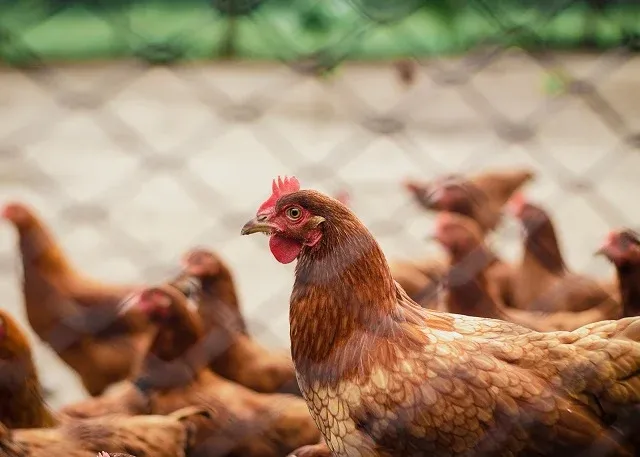 Gripe aviária: produtor deve reforçar segurança, recomenda ABPA