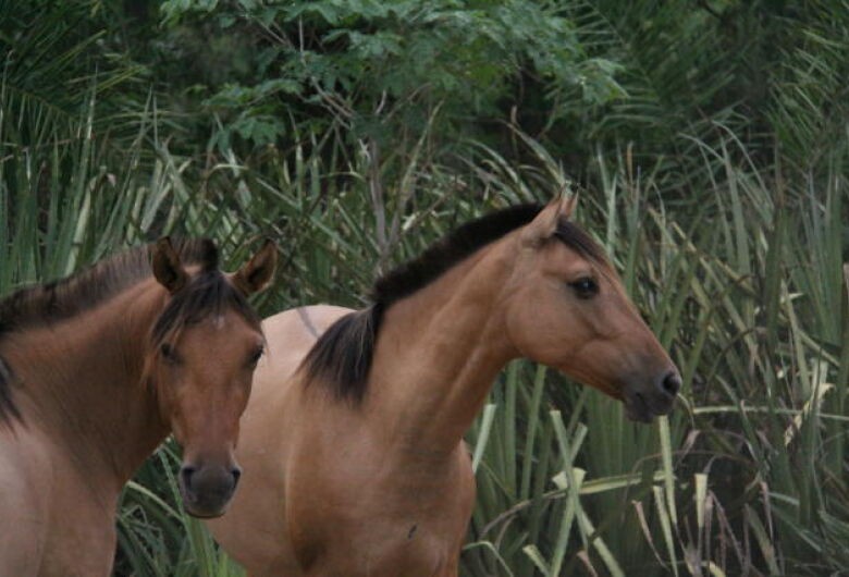 Aprovado projeto que proíbe abate de cavalos e jegues para o comércio de carne