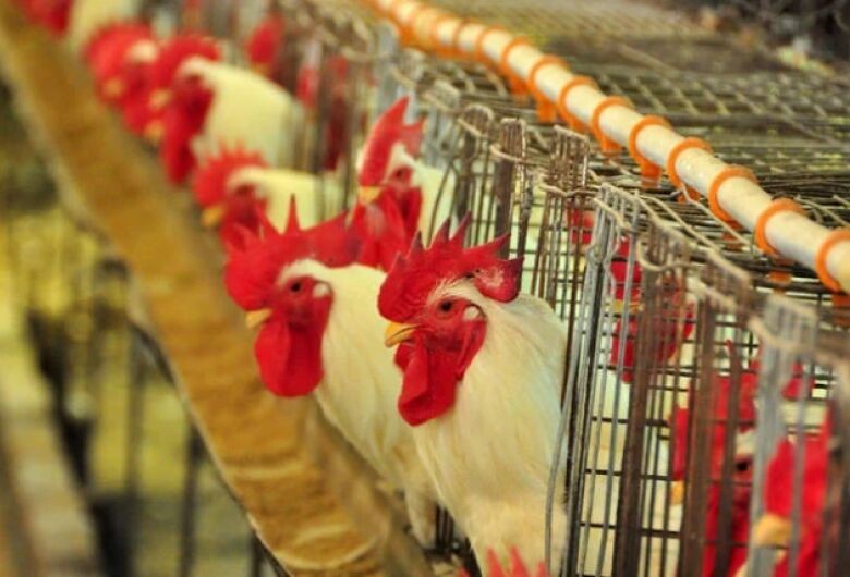 Gripe aviária: Agricultura é contrária à adoção de vacina como controle preventivo