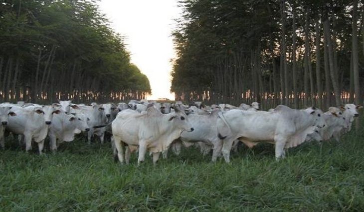 Iagro prorroga até dia 15 de junho atualização cadastral e declaração semestral de rebanhos