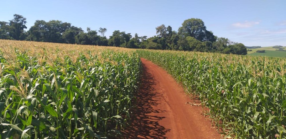 Lavouras de milho apresentam boas condições de desenvolvimento em MS