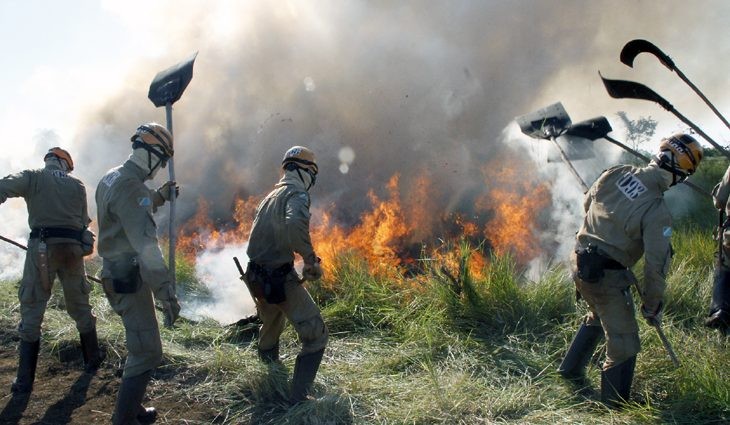 Governo realiza workshop on-line sobre 'Prevenção e Combate a Incêndios Florestais'