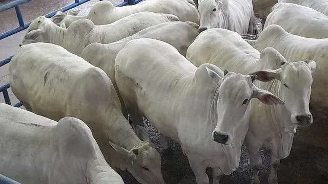 Abate de bovinos sobe 4,8% no 1º trimestre na comparação anual, afirma IBGE