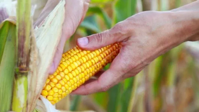 Safrinha de milho está 2,2% colhida no Centro-Sul, diz AgRural
